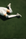 Green Stripe